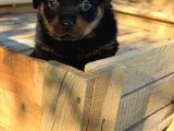 Hayali̇ni̇zdeki̇ Rottweiler Yavrusu Si̇zi̇ Bekli̇yor