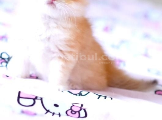 Özel Tip Ve Karakterde Erkek British Longhair Bebek görsel
