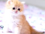 Özel Tip Ve Karakterde Erkek British Longhair Bebek