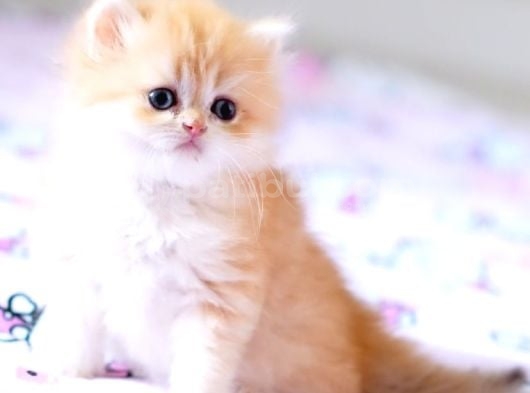 Özel tip ve karakterde erkek British longhair bebek