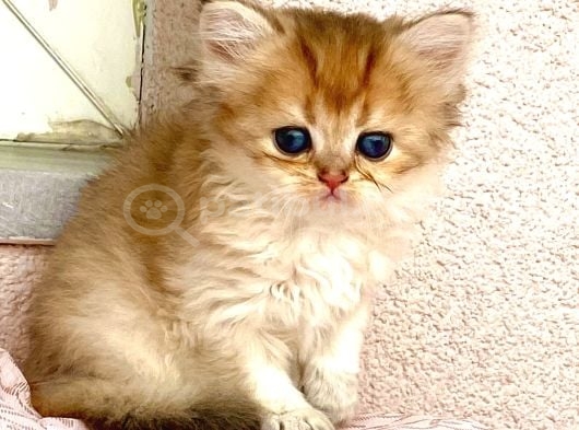 Golden Ny12 Longhair Renkli Gözlü Güzel Prenses görsel