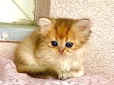 Golden Ny12 Longhair Renkli Gözlü Güzel Prenses