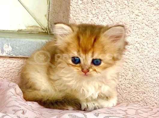 Golden Ny12 Longhair Renkli Gözlü Güzel Prenses görsel