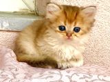 Golden Ny12 Longhair Renkli Gözlü Güzel Prenses