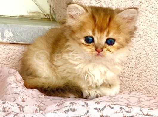 Golden ny12 Longhair Renkli gözlü güzel prenses
