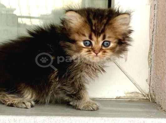 Koyu Golden Longhair Renkli Gözlü Çukulata Bebiş