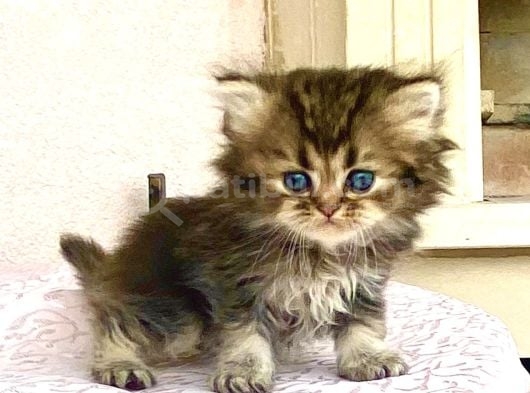 Koyu Golden Longhair Renkli Gözlü Çukulata Bebiş görsel