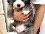 Türkiyede Tek   Bernedoodle