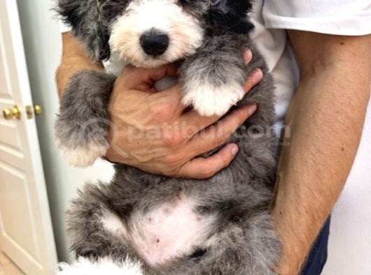 Türkiyede Tek   Bernedoodle görsel