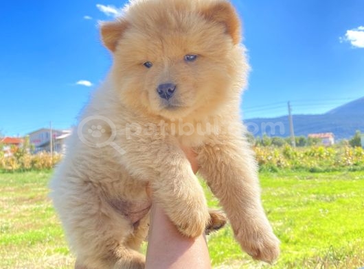 Son Erkek Chow Chow Yavrumuz görsel