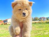 Son Erkek Chow Chow Yavrumuz