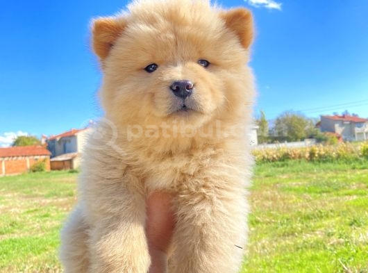 Son Erkek Chow Chow Yavrumuz görsel