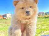 Son Erkek Chow Chow Yavrumuz