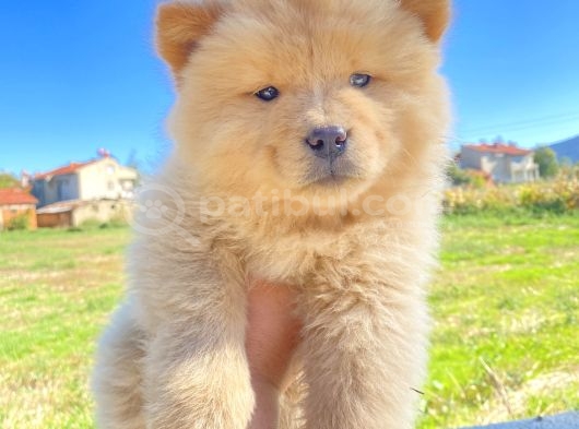 Son erkek chow chow yavrumuz