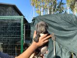 Üst Vasıf Anne Babadan Son 3 Dişi Corso Yavru