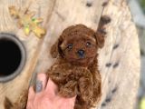 Çiftlikten Orijinal Kore Poodle Yavruları