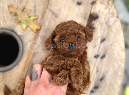 Çiftlikten Orijinal Kore Poodle Yavruları görsel