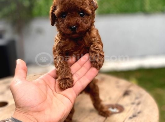 Çiftlikten Orijinal Kore Poodle Yavruları görsel