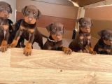 Doberman Yavruları