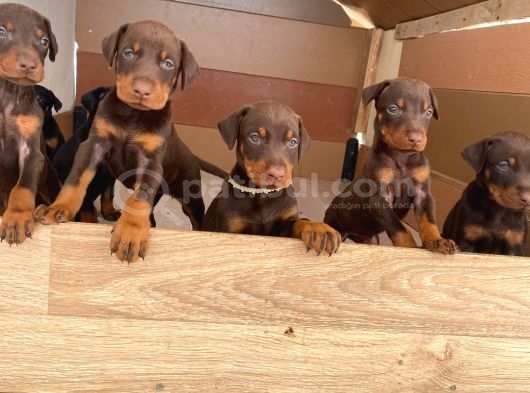 Doberman Yavruları görsel