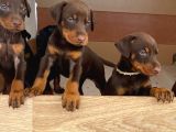 Doberman Yavruları
