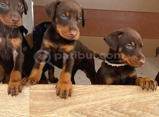 Doberman yavruları