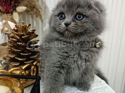 Kali̇teli̇ Scotti̇sh Fold Yavrular görsel