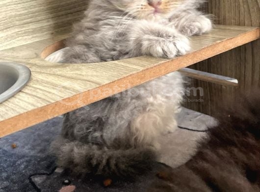 Longhair Yavrularimiz Hazir görsel