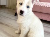 2 Aylık Dişi Husky