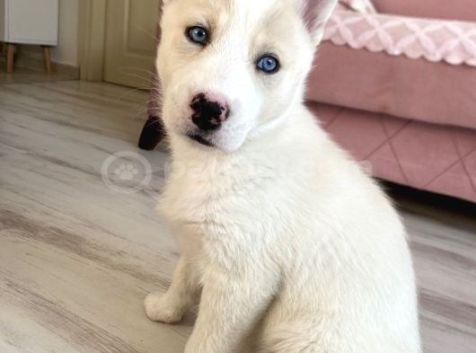2 aylık dişi husky