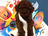 Anatomi̇ Hari̇kasi Oyuncak Boy Poodle Bebekler