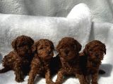 Anatomi̇ Hari̇kasi Oyuncak Boy Poodle Bebekler