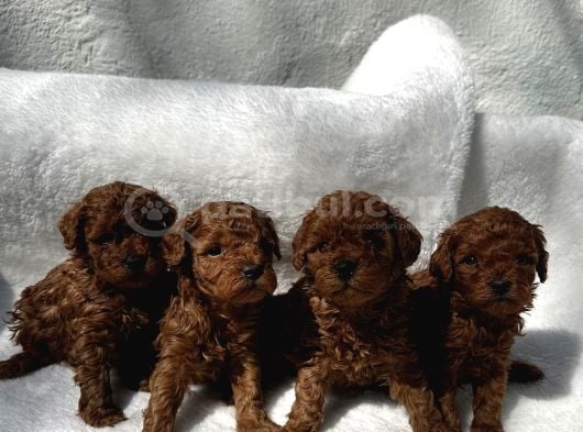 Anatomi̇ Hari̇kasi Oyuncak Boy Poodle Bebekler