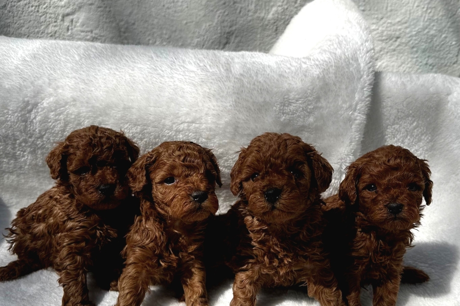 Anatomİ Harİkasi Oyuncak Boy Poodle Bebekler