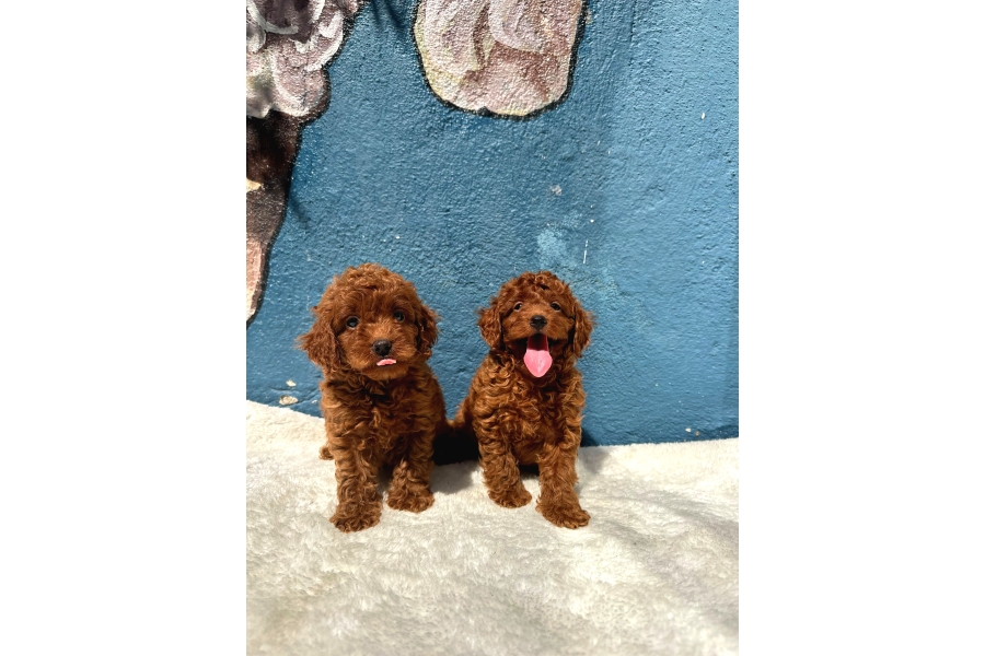 GÜzellİk Abİdesİ Erkek DİŞİ Poodle Bebekler
