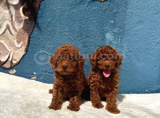 Güzelli̇k Abi̇desi̇ Erkek Di̇şi̇ Poodle Bebekler görsel
