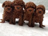 Seçki̇n Poodle Yavrular Zi̇yarete Açik Aşili