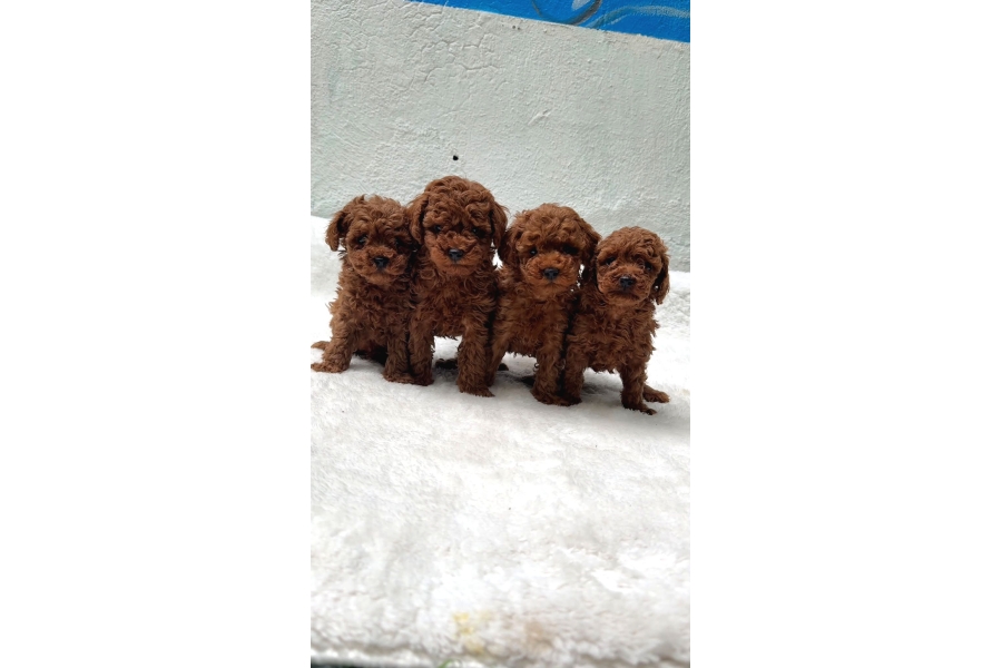 SeÇkİn Poodle Yavrular Zİyarete AÇik AŞili