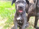 Cane Corso Blue Ve Black Yavrular