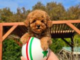 En Sevi̇mli̇ Mini Toy Poodle Yavrulari Si̇zleri̇ Bekli̇yor