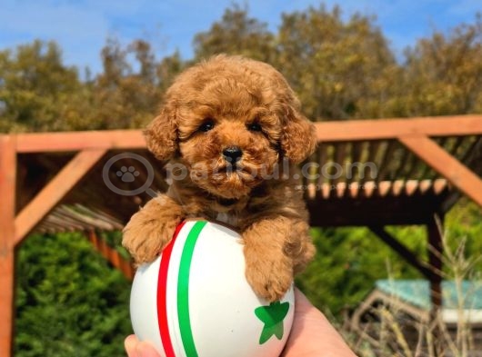 En Sevi̇mli̇ Mini Toy Poodle Yavrulari Si̇zleri̇ Bekli̇yor görsel