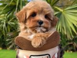 Tea Cup Malti̇poo Bebekleri̇mi̇z