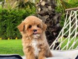 Tea Cup Malti̇poo Bebekleri̇mi̇z