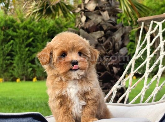 Tea Cup Malti̇poo Bebekleri̇mi̇z görsel