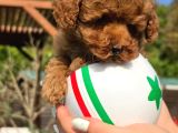 En Sevi̇mli̇ Mini Toy Poodle Yavrulari Si̇zleri̇ Bekli̇yor