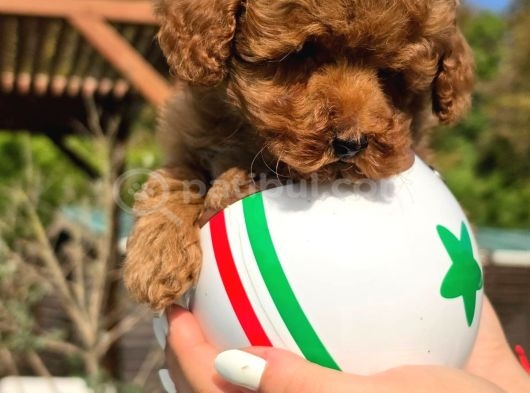 En Sevi̇mli̇ Mini Toy Poodle Yavrulari Si̇zleri̇ Bekli̇yor görsel