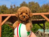 En Sevi̇mli̇ Mini Toy Poodle Yavrulari Si̇zleri̇ Bekli̇yor