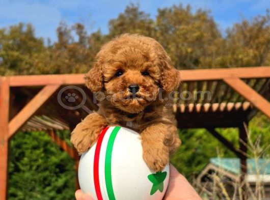 En Sevi̇mli̇ Mini Toy Poodle Yavrulari Si̇zleri̇ Bekli̇yor görsel