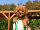 En Sevi̇mli̇ Mini Toy Poodle Yavrulari Si̇zleri̇ Bekli̇yor