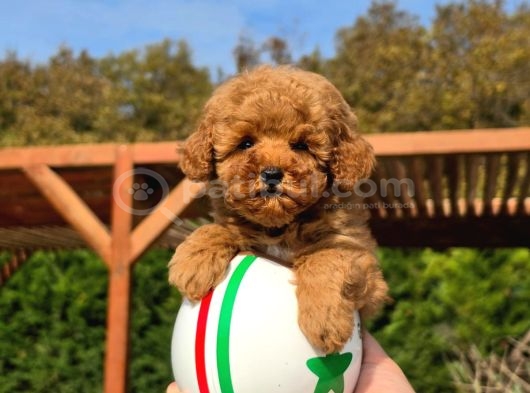 En Sevi̇mli̇ Mini Toy Poodle Yavrulari Si̇zleri̇ Bekli̇yor görsel